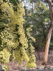 Acacia linifolia