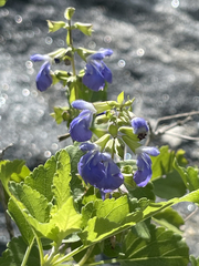 Salvia similis