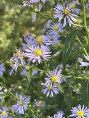 Symphyotrichum shortii