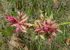 Rose rosette emaravirus