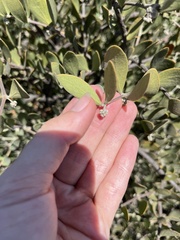 Simmondsia chinensis