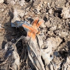 Brachythemis contaminata