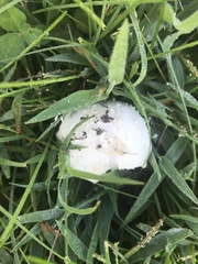 Saproamanita thiersii
