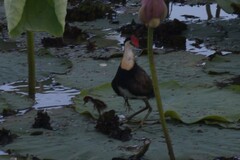 Irediparra gallinacea