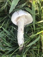 Saproamanita thiersii