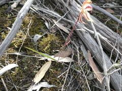 Caladenia cardiochila