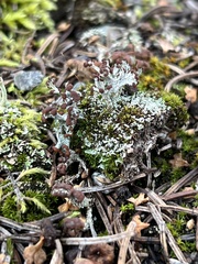 Cladonia cariosa