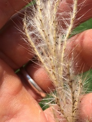 Bothriochloa laguroides