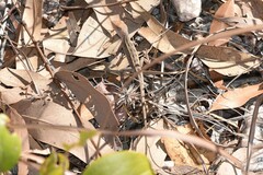 Lophognathus gilberti