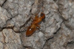 Opisthopsis