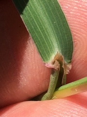 Bothriochloa laguroides