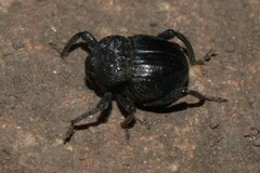 Curculionoidea