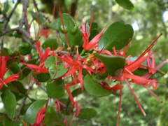 Peraxilla tetrapetala