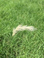 Bothriochloa laguroides