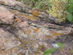 Sceloporus torquatus