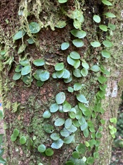 Lemmaphyllum microphyllum