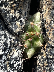 Mammillaria peninsularis