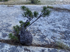 Pinus contorta