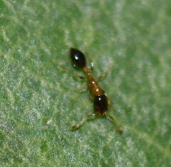 Monomorium floricola