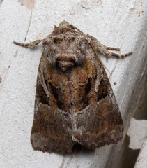 Meropleon ambifusca