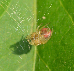 Araniella displicata