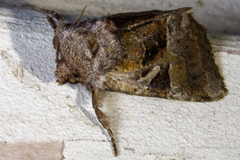 Meropleon ambifusca