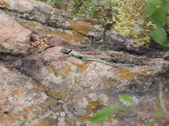 Sceloporus torquatus