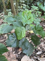 Pterospermum acerifolium
