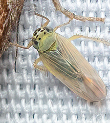 Macrosteles