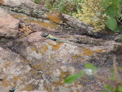 Sceloporus torquatus