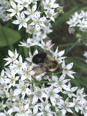 Bombus impatiens