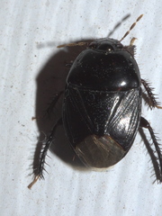 Pangaeus bilineatus
