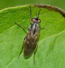 Ozodiceromyia