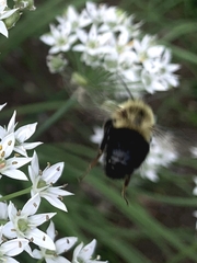 Bombus impatiens