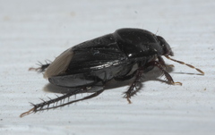 Pangaeus bilineatus
