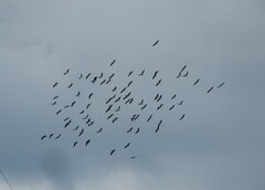 Threskiornis spinicollis