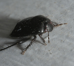 Pangaeus bilineatus
