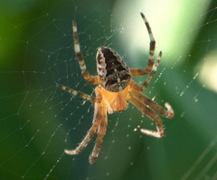 Araneus diadematus