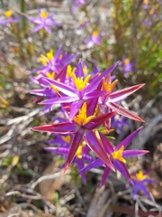 Calectasia