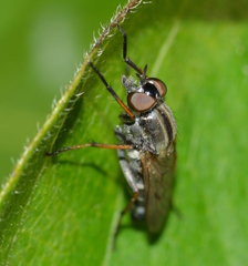 Ozodiceromyia