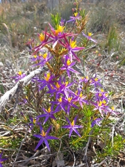 Calectasia