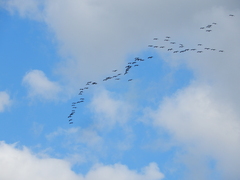 Threskiornis spinicollis