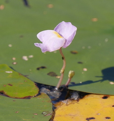 Utricularia purpurea