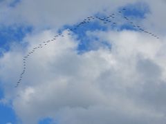 Threskiornis spinicollis
