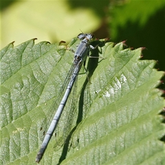 Ischnura perparva