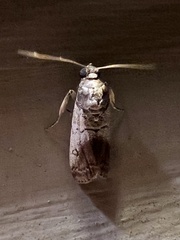 Chararica hystriculella