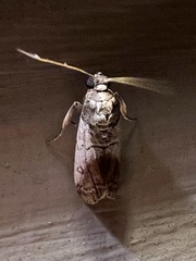 Chararica hystriculella