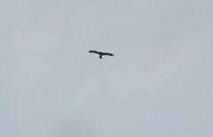 Hieraaetus morphnoides