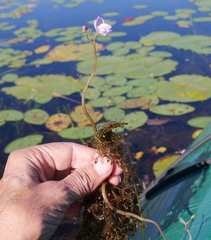 Utricularia purpurea