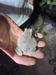 Anaxyrus microscaphus